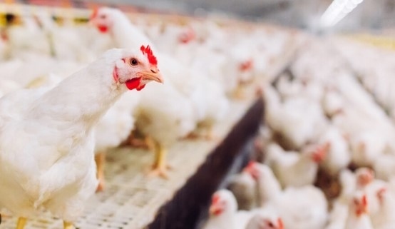 Откриха огнище на птичи грип в Етрополе